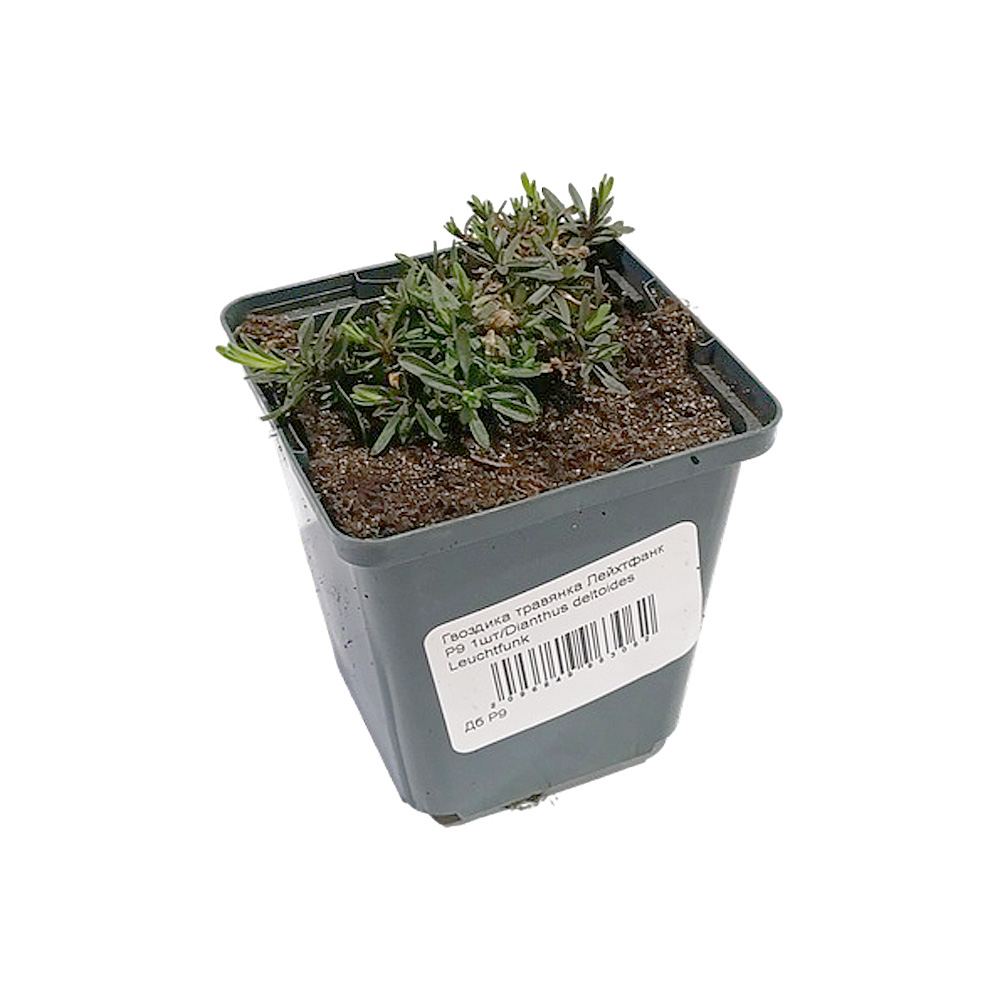 Гвоздика травянка Лейхтфанк Р9 1шт/Dianthus deltoides Leuchtfunk