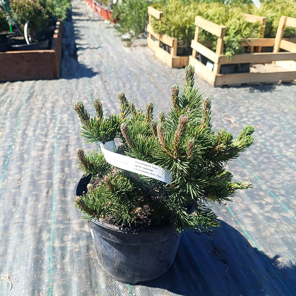 Сосна горная Краускопф C5 1шт / Pinus mugo Krauskopf