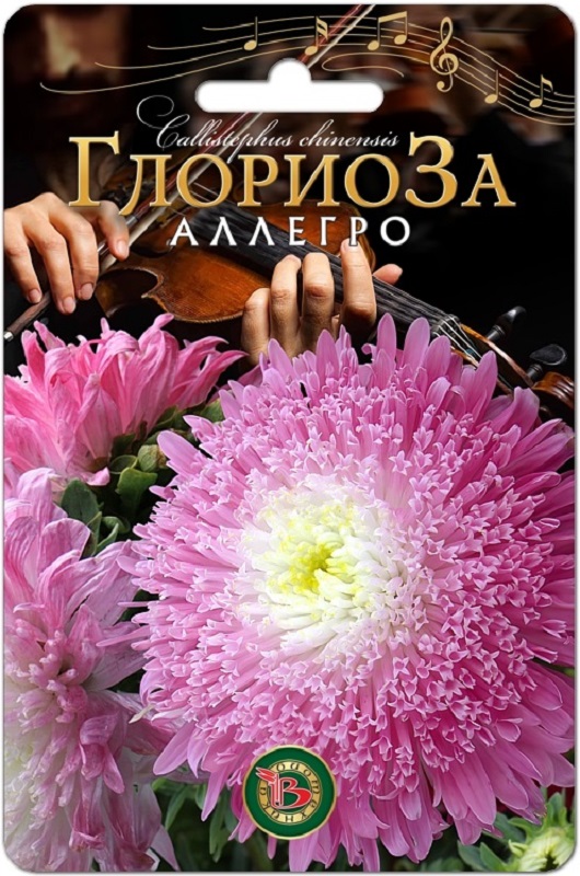 Астра Глориоза Аллегро китайская 30шт/5/10