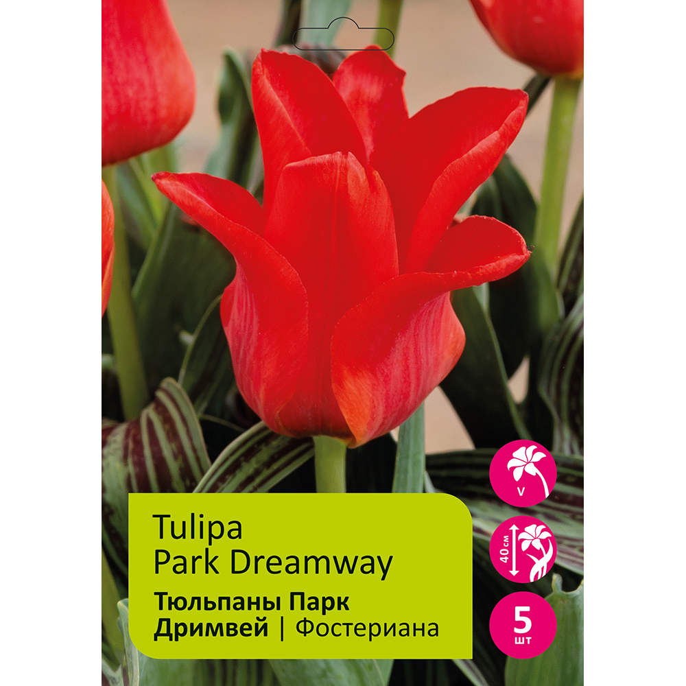 Тюльпаны Парк Дримвей 5шт 12+/ TULIPA PARK DREAMWAY