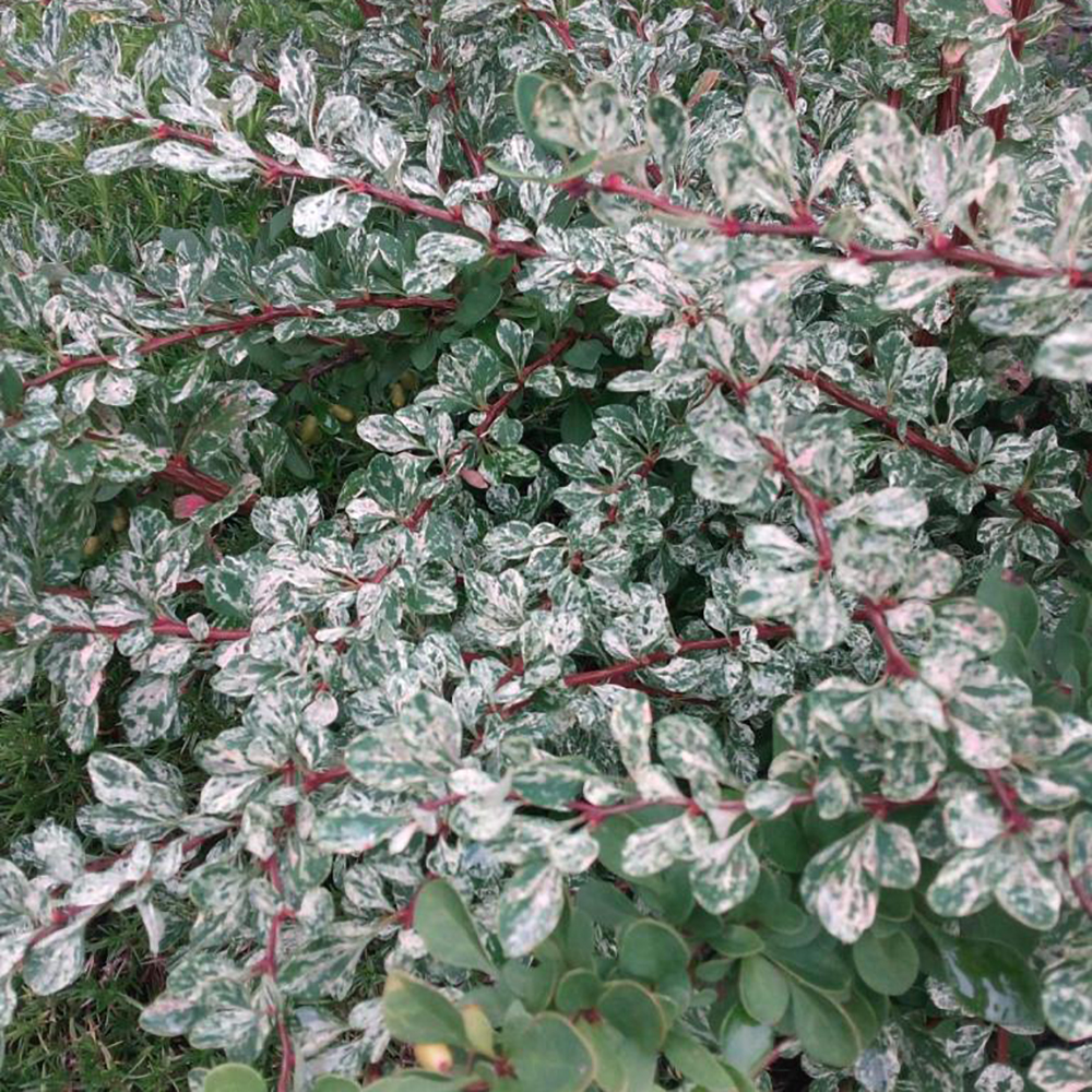 Барбарис Тунберга Сильвер Бьюти С2 1шт / Berberis thunbergii Silver Beauty