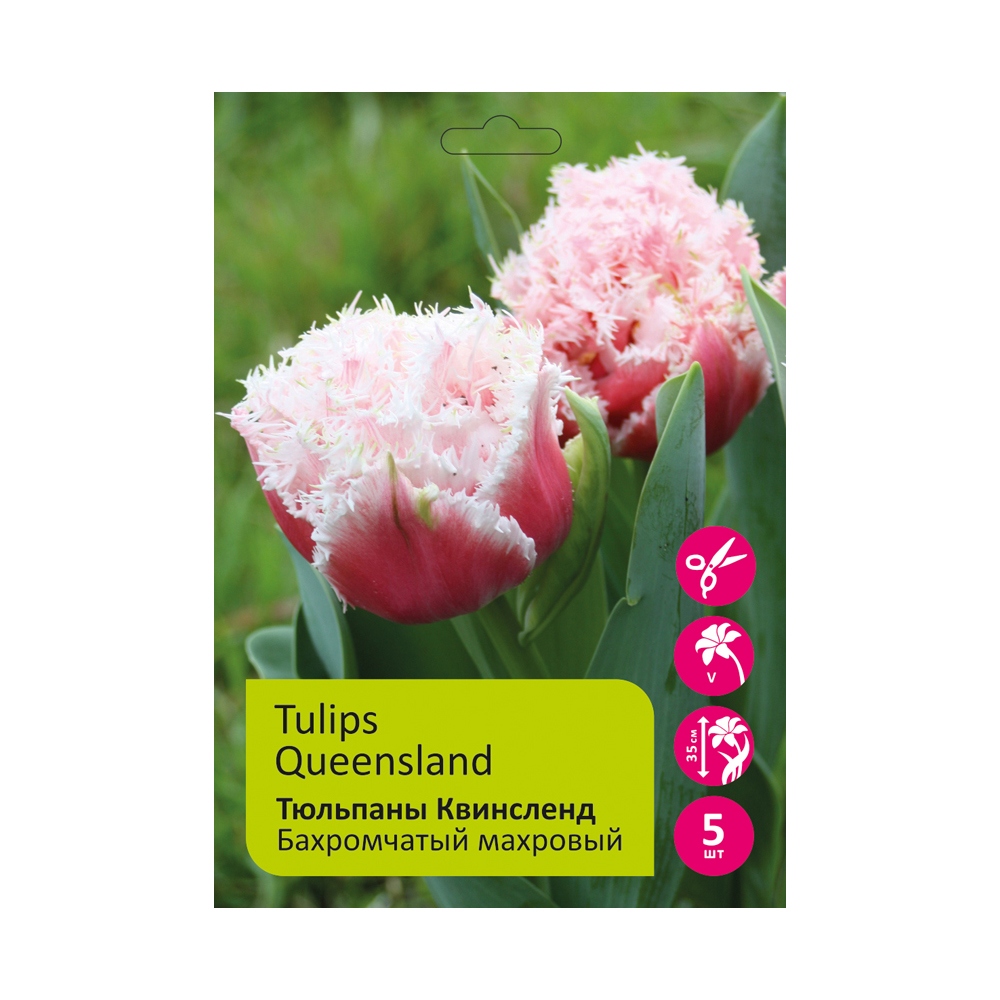 Тюльпаны Квинсленд 5 шт Бахромчатые махровые 11/12/Tulip Queensland