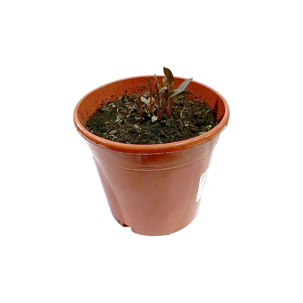 Эхинацея пурпурная Черри Флафф С1.5 1шт /Echinacea purpurea Cherry Fluff
