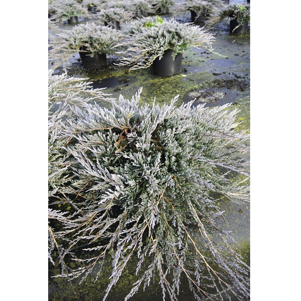 Можжевельник горизонтальный Джейд Ривер С2 1шт/Juniperus horizontalis Jade River