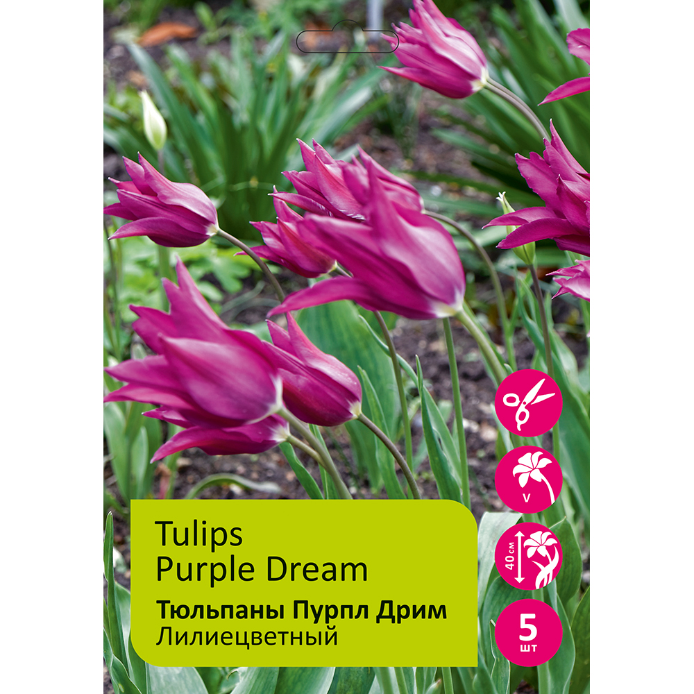 Тюльпаны Пурпл Дрим 5шт Лилиецветный 12+ /Tulips Purple Dream