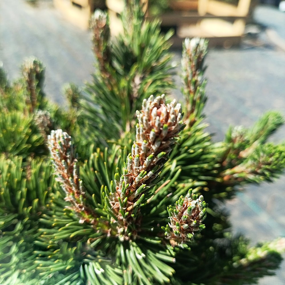 Сосна горная Краускопф C5 1шт / Pinus mugo Krauskopf
