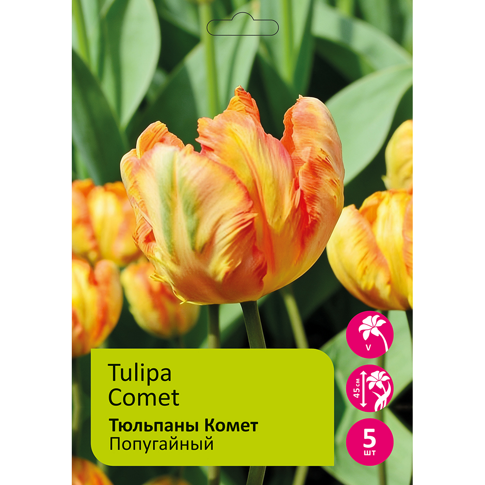 Тюльпаны Комет 5шт 12+ /TULIPA COMET