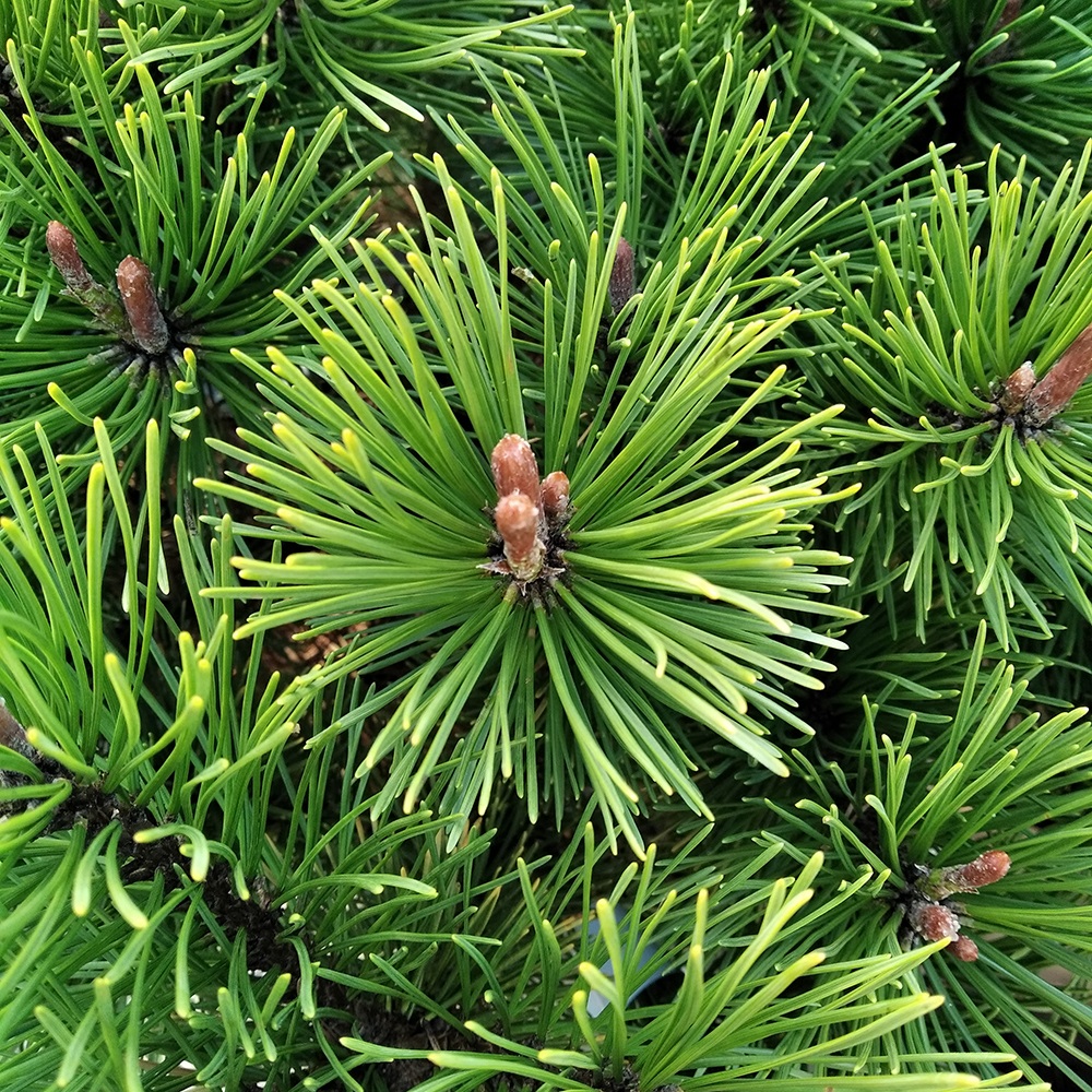 Сосна горная Винтер Голд С15 (высота 40-50см) 1шт/Pinus mugo Winter Gold