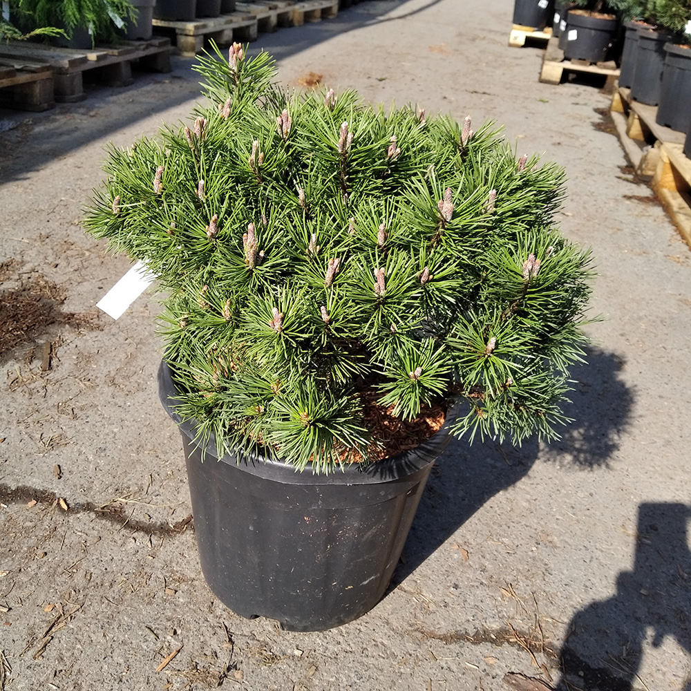 Сосна горная Мопс С15 (высота 30-40см) 1шт/Pinus mugo Mops