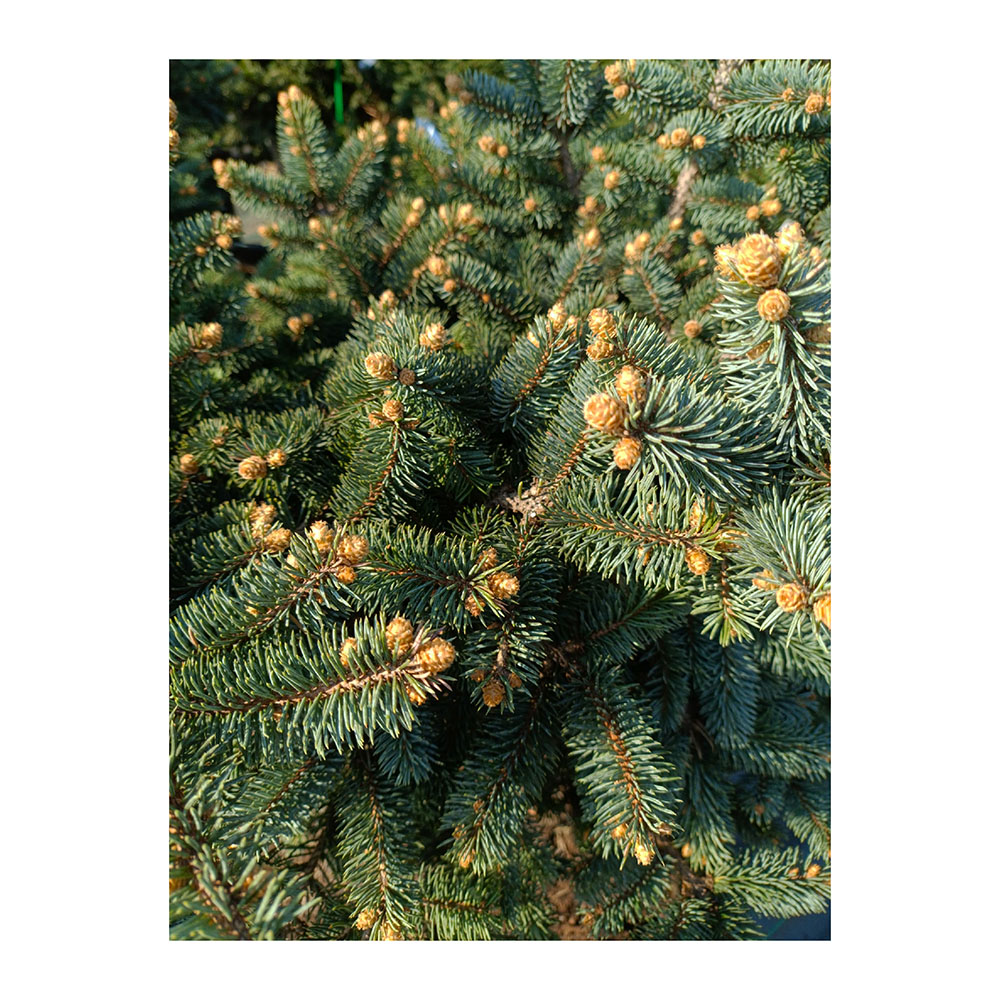 Ель колючая Глаука Глобоса С30 (40-60) 1шт/ Picea pungens Gauca Globosa
