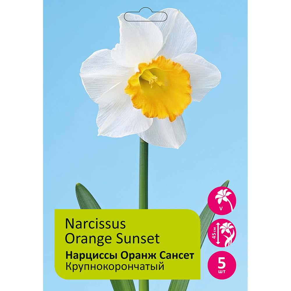 Нарциссы Оранж Сансет 5шт 12/14 /NARCISSUS ORANGE SUNSET
