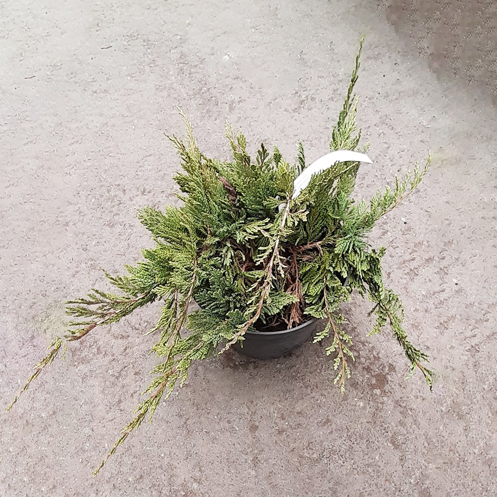 Можжевельник горизонтальный Блу Чип С5 1шт/Juniperus horizontalis Blue Chip
