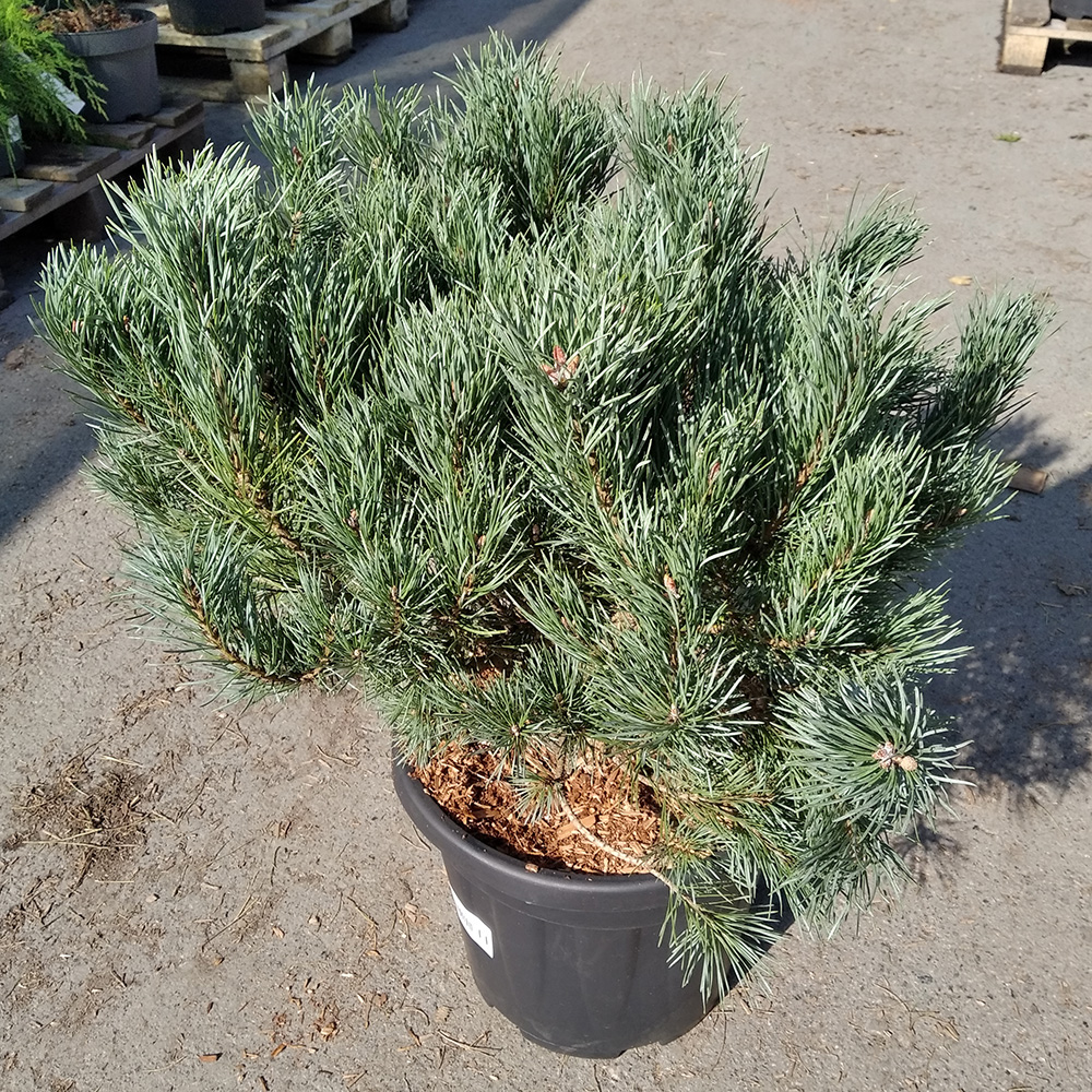 Сосна обыкновенная Ватерери С15 40/+ 1шт/Pinus sylvestris Watereri