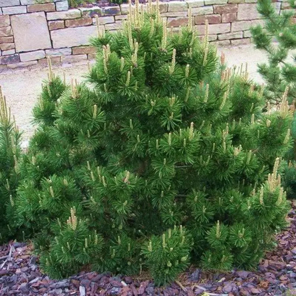 Сосна горная Гном С5 1шт/Pinus mugo Gnom