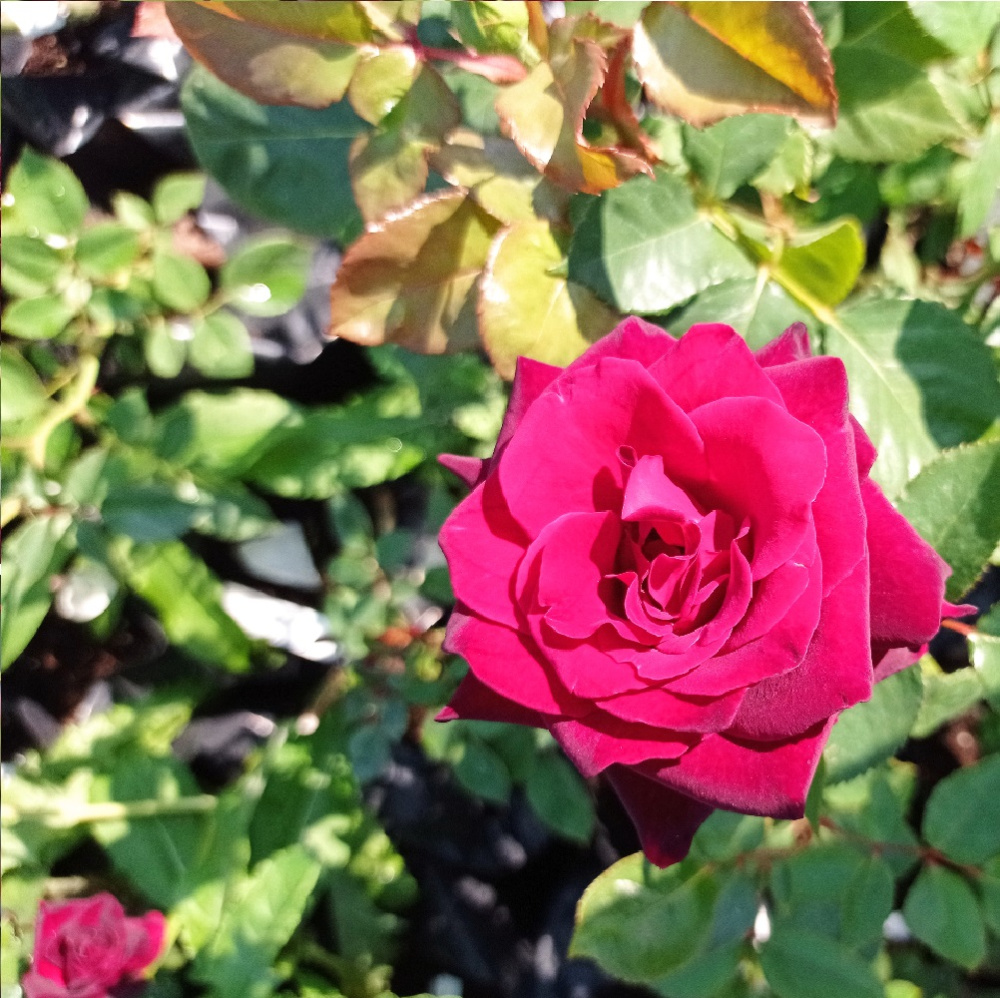 Роза чайно-гибридная Блэк Баккара в контейнере 2-3л, 1шт/Rosa Black Baccara