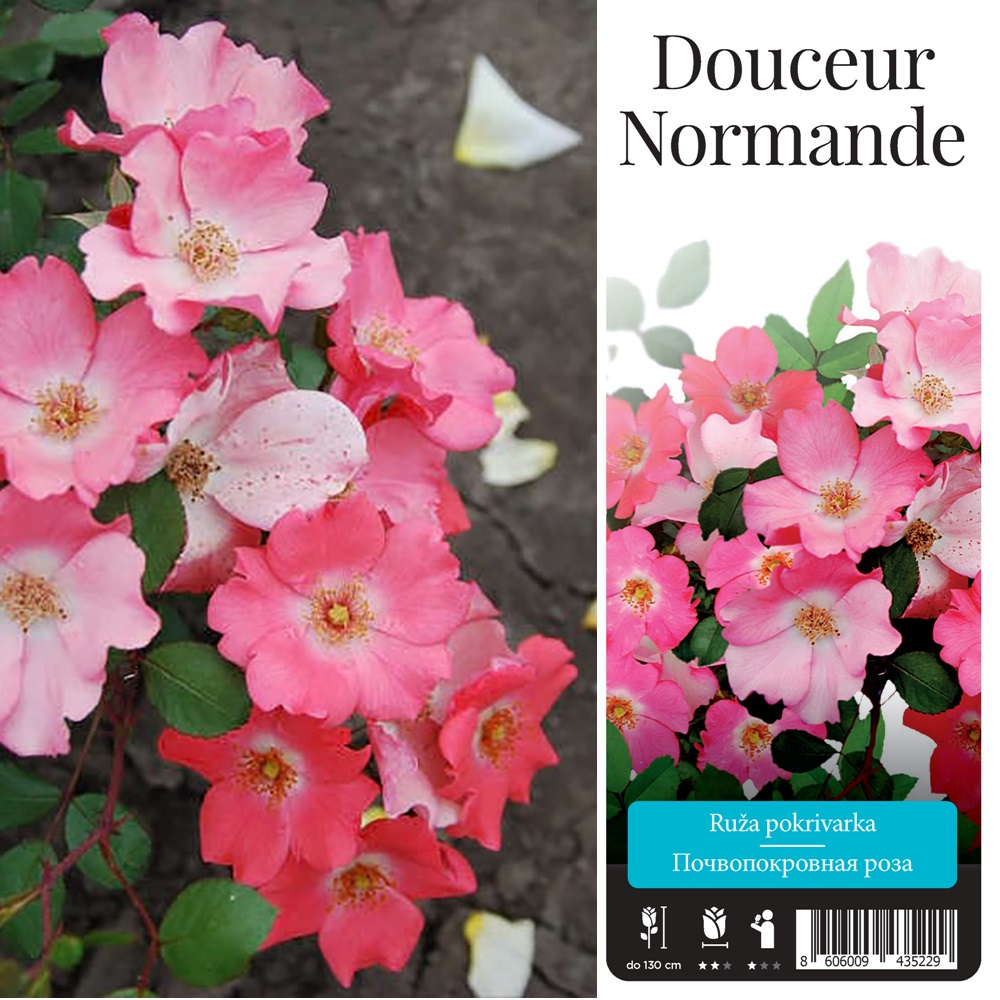 Роза Дусёр Норманд почвопокровная 1шт. /Douceur Normande /20