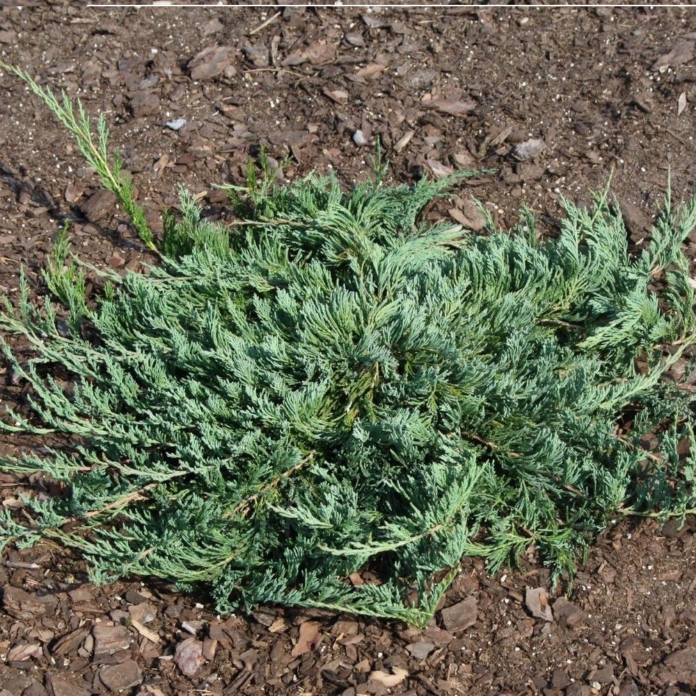 Можжевельник горизонтальный Джейд Ривер С2 1шт/Juniperus horizontalis Jade River