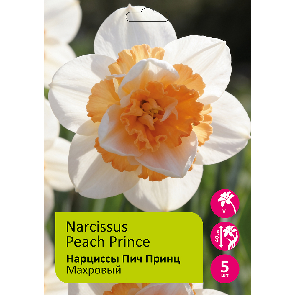 Нарциссы Пич Принц 5шт 14/16 /NARCISSUS PEACH PRINCE