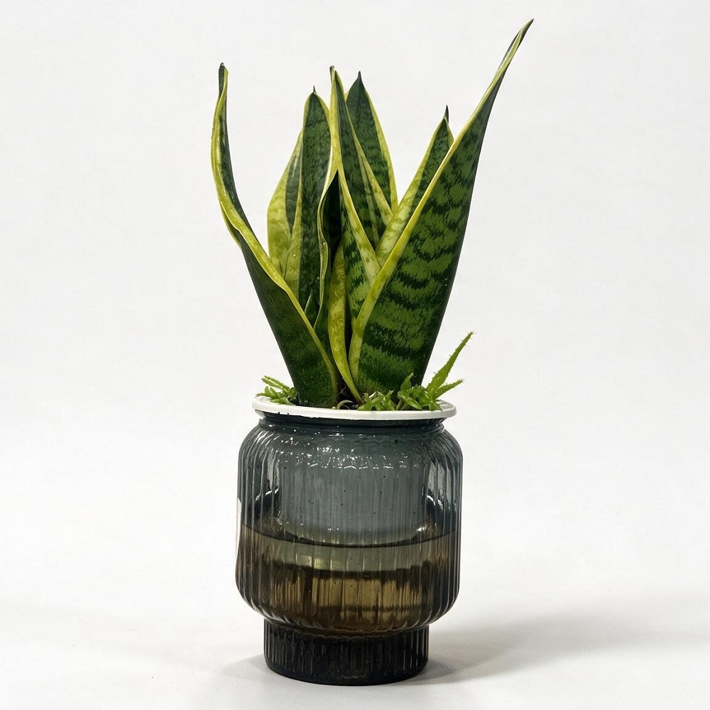 Сансевиерия Mini Forest д.12 горшок с автополивом