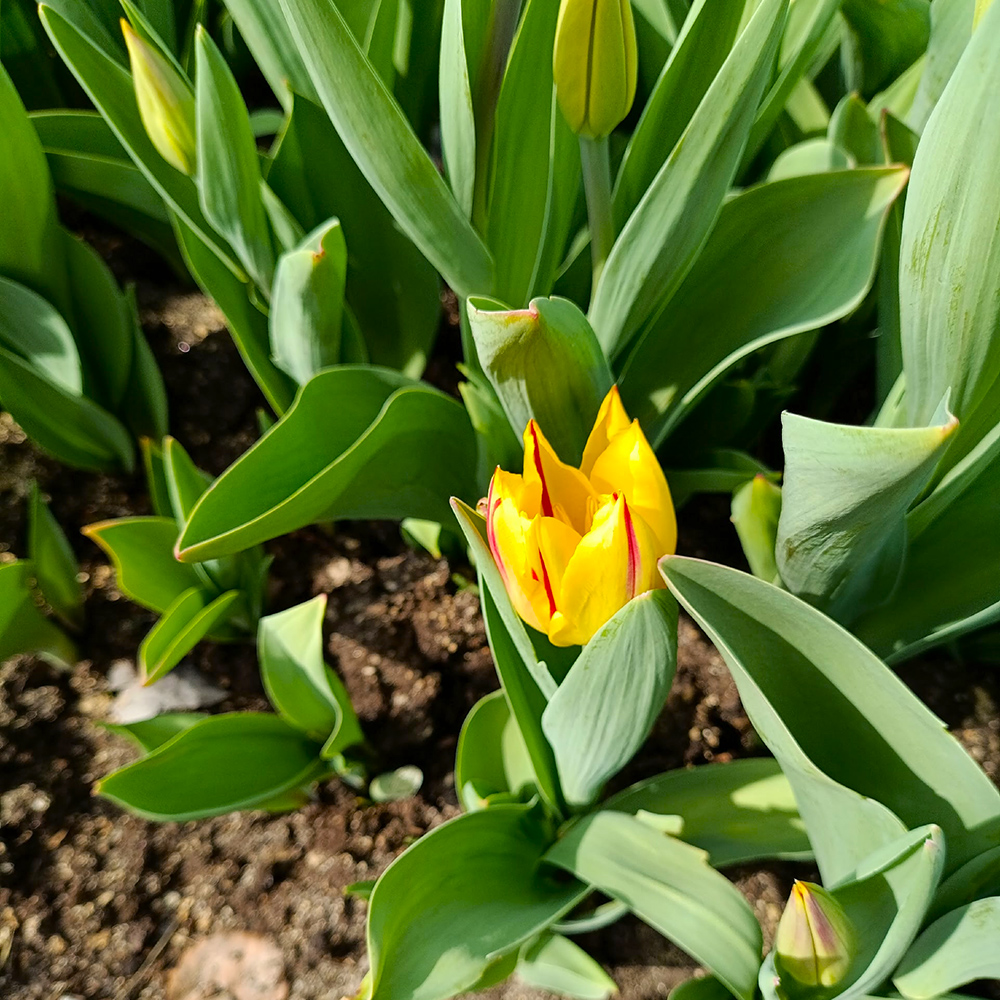 Тюльпаны Вашингтон 5шт Триумф 12/+/ Tulips Washington