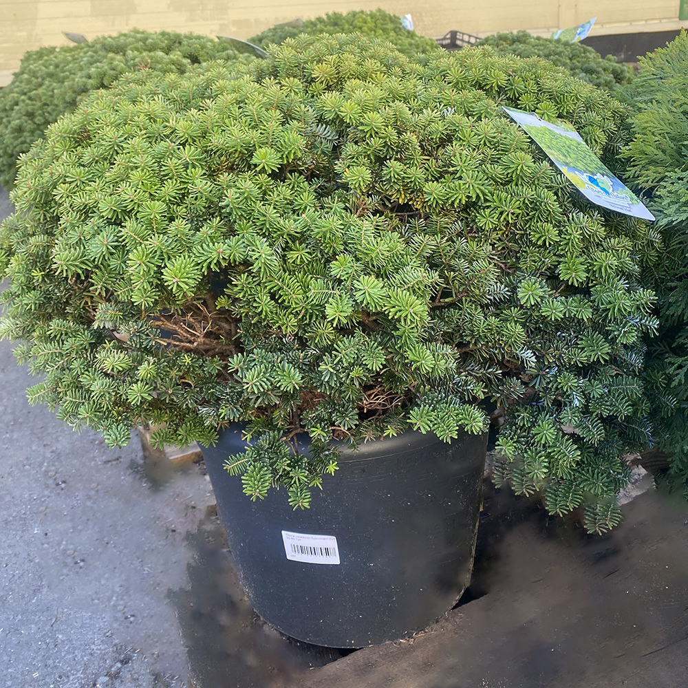 Пихта корейская Бриллиант С25 (высота 50-60см) 1шт/Abies koreana Brilliant