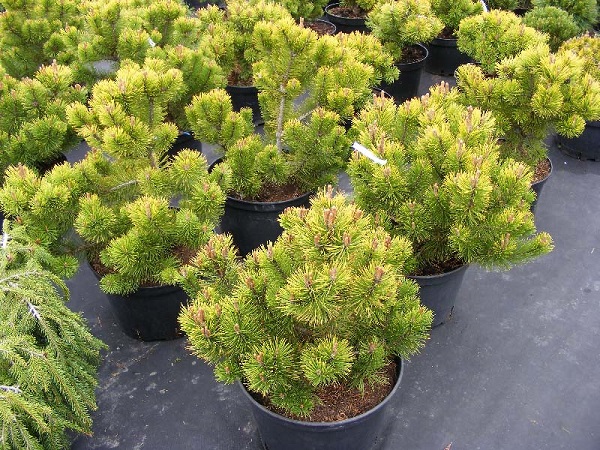 Сосна горная Винтер Голд С30 1шт/Pinus mugo Winter Gold