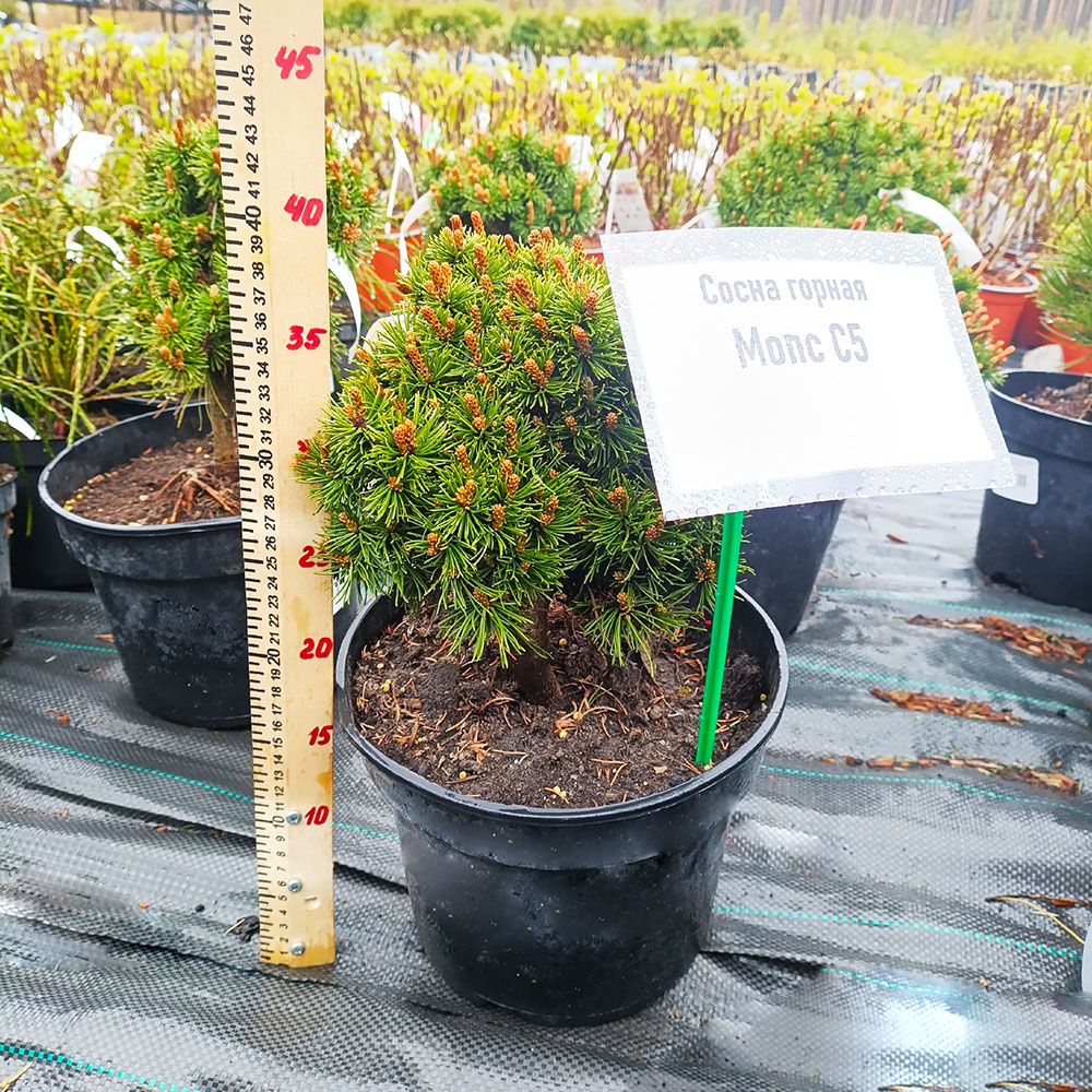Сосна горная Мопс С5 1шт /Pinus mugo Mops