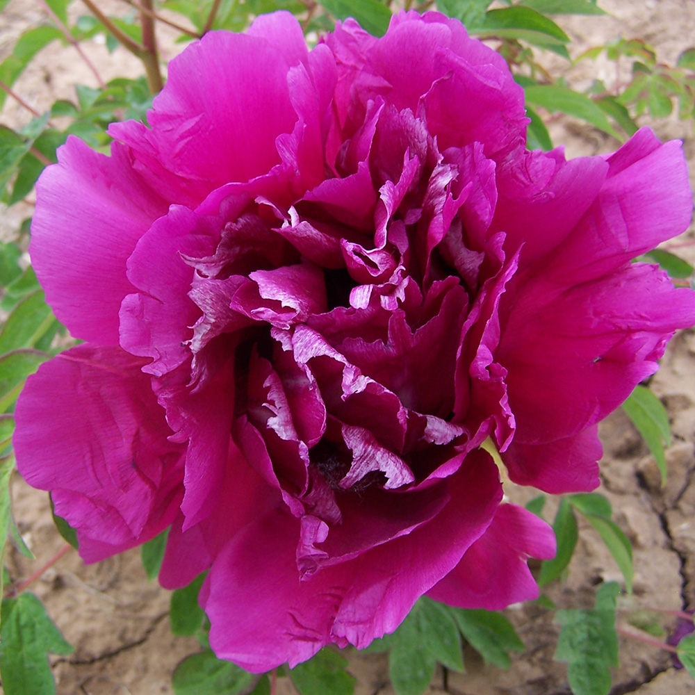Пион древовидный Розовая мелодия 1шт/Paeonia Jing Yun Mei (Цзин Юнь Мэй)