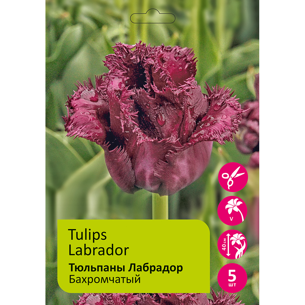Тюльпаны Лабрадор 5шт Бахромчатый 11/12/ Tulips Labrador 