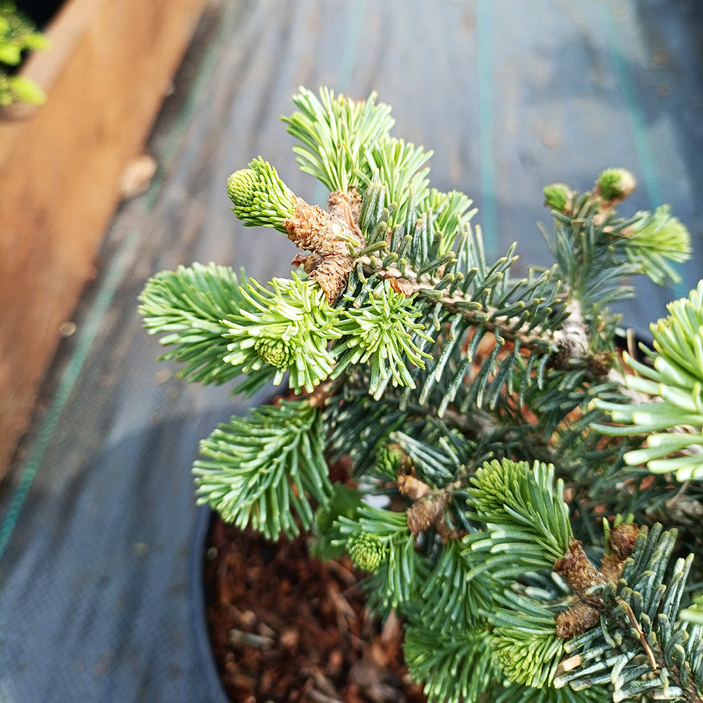 Пихта субальпийская (горная) Компакта С5 1шт / Abies lasiocarpa Compacta