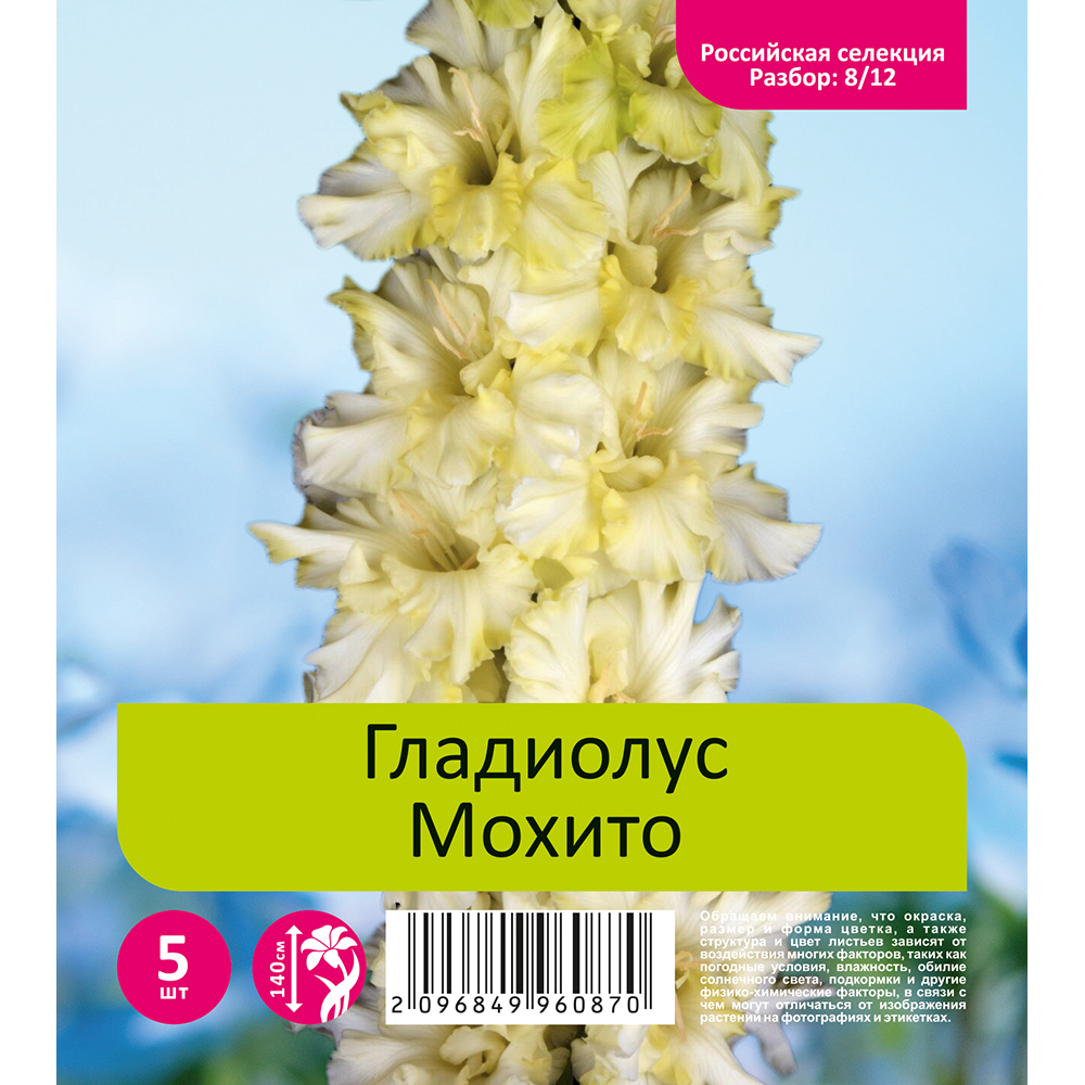Гладиолус Мохито 5шт  (разбор 8/12)