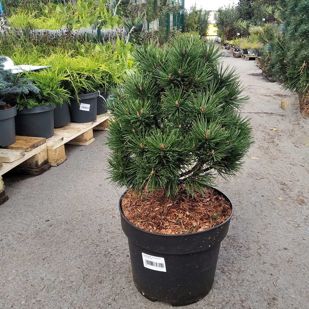 Сосна горная Гном Файндинг С10 (высота 30-40см) 1шт /Pinus mugo Gnom Finding