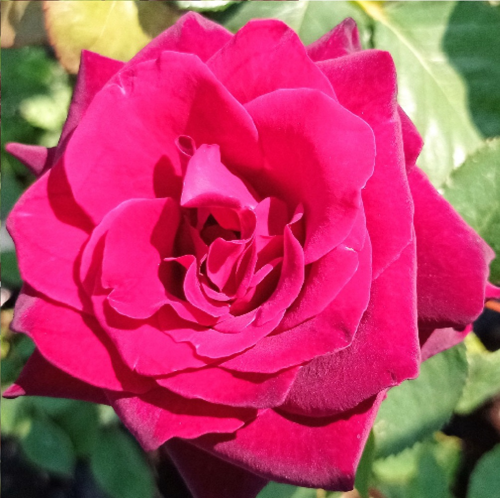 Роза чайно-гибридная Блэк Баккара в контейнере 2-3л, 1шт/Rosa Black Baccara