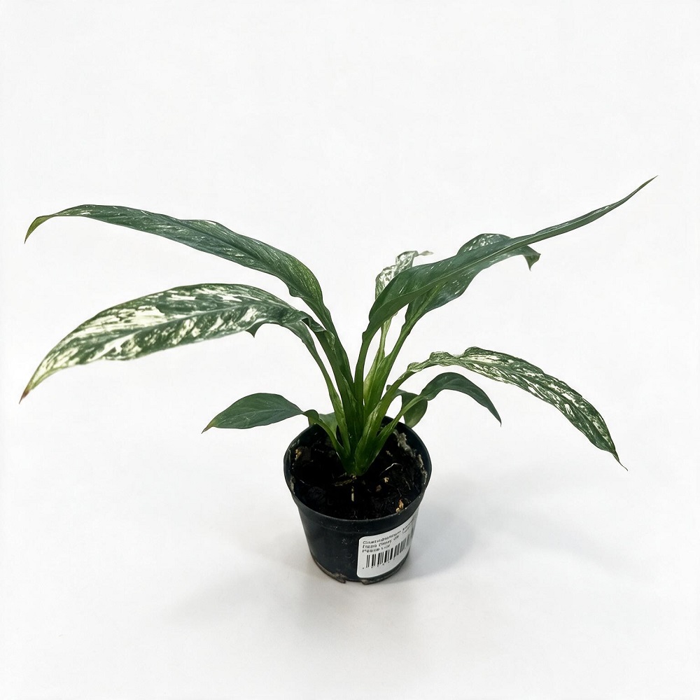 Спатифиллум вариегатный Пейс Лилу d9  1шт /Variegated Peace Lily