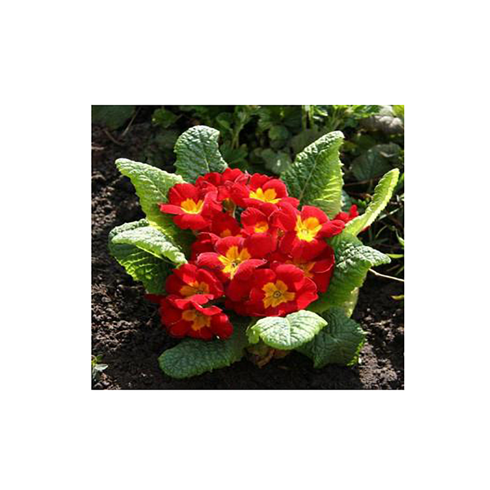 Примула Ред обыкновенная Р9 1шт/Primula vulgaris Red 