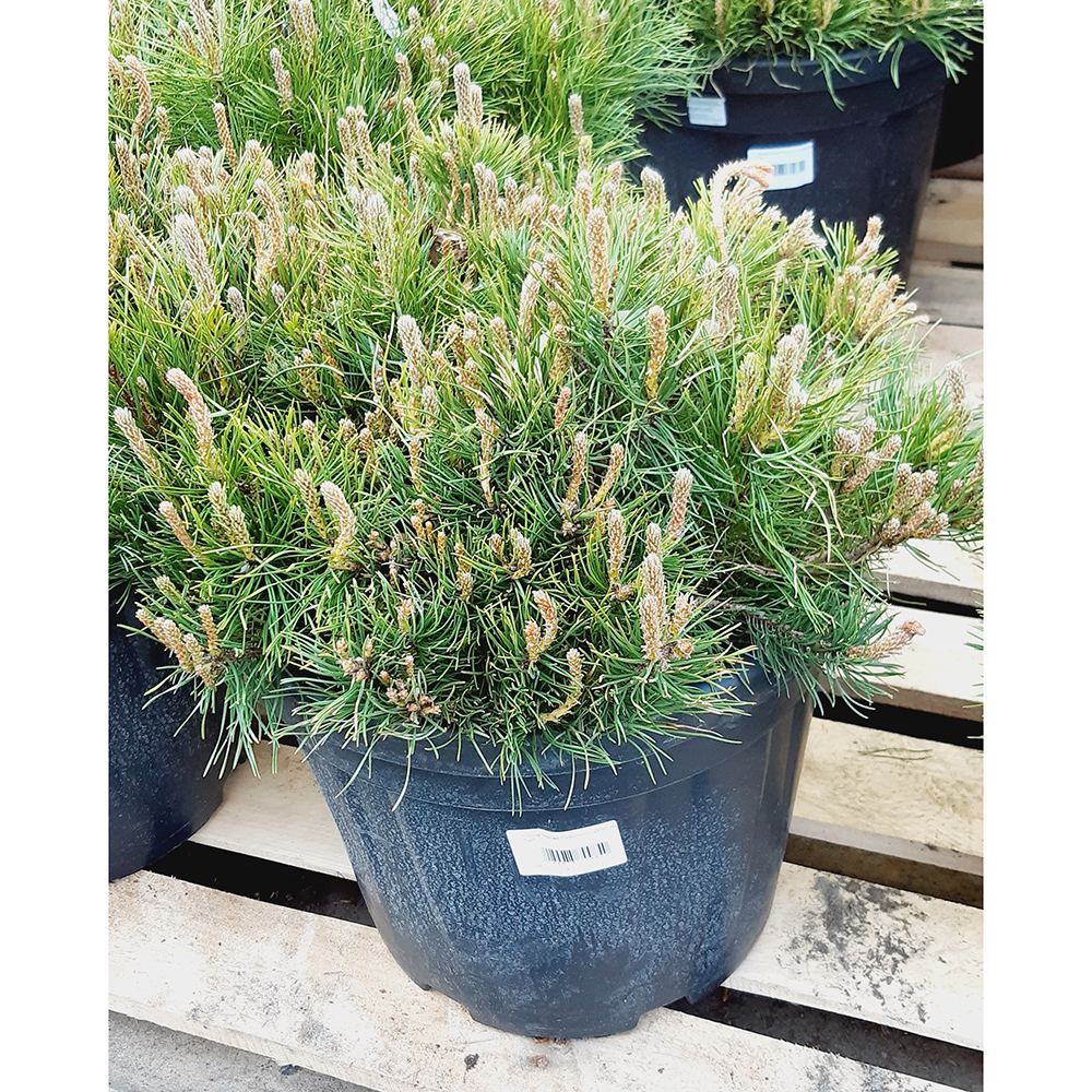 Сосна горная Пумилио С25 1шт//Pinus mugo Pumilio