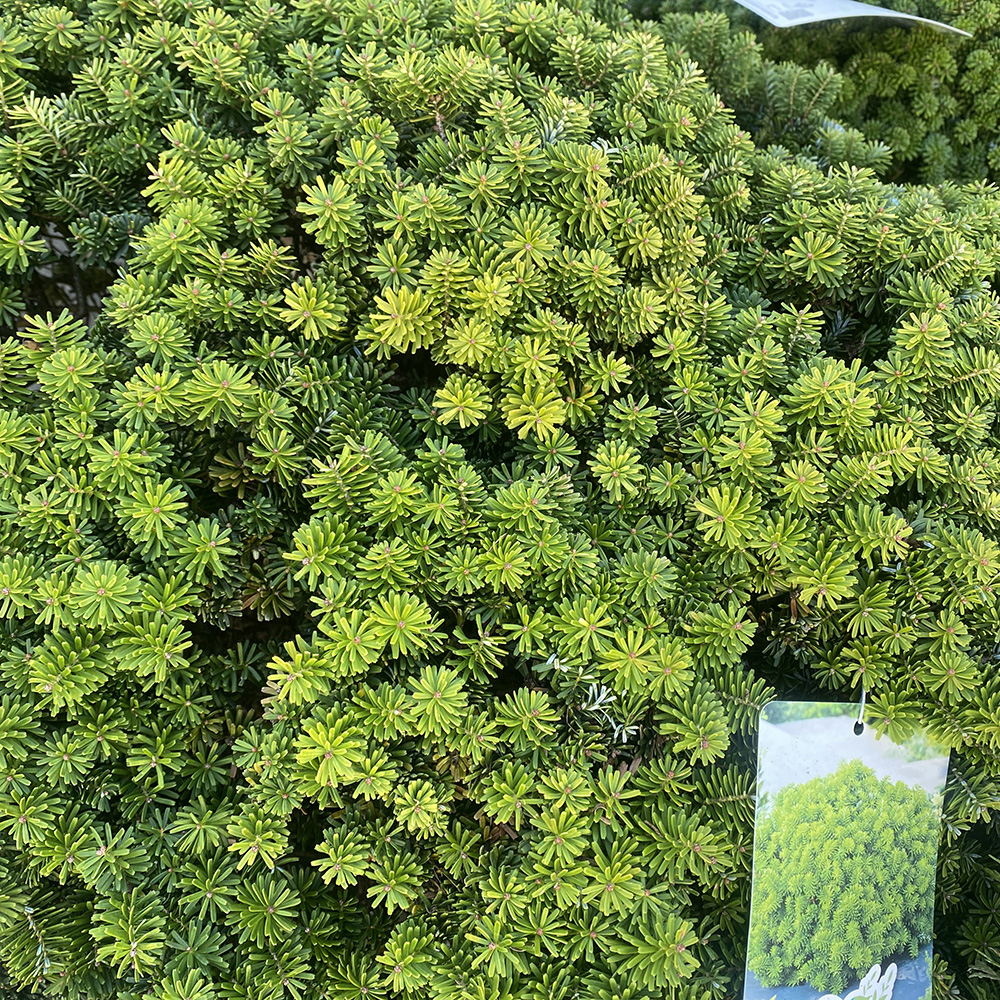 Пихта корейская Бриллиант С25 (высота 50-60см) 1шт/Abies koreana Brilliant