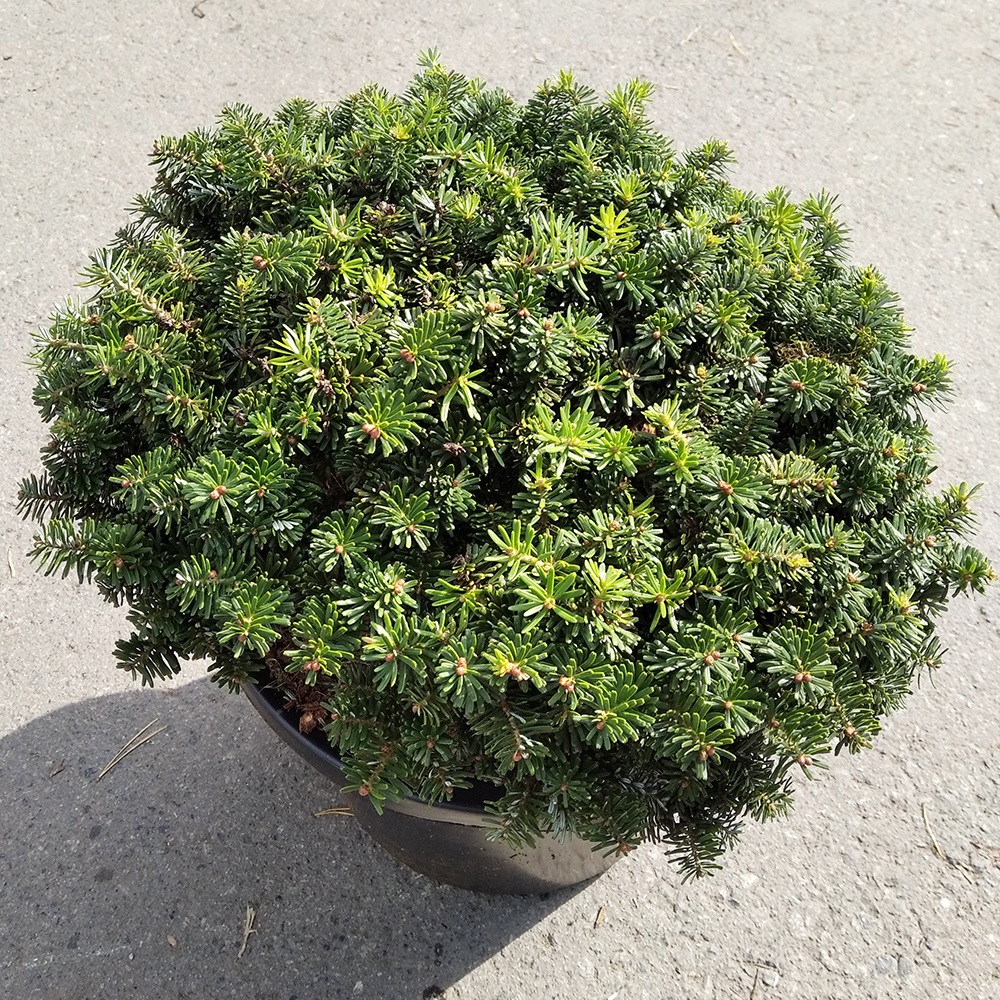 Пихта корейская Брилиант С12 (высота 30-35см) 1шт /Abies koreana Brilliant