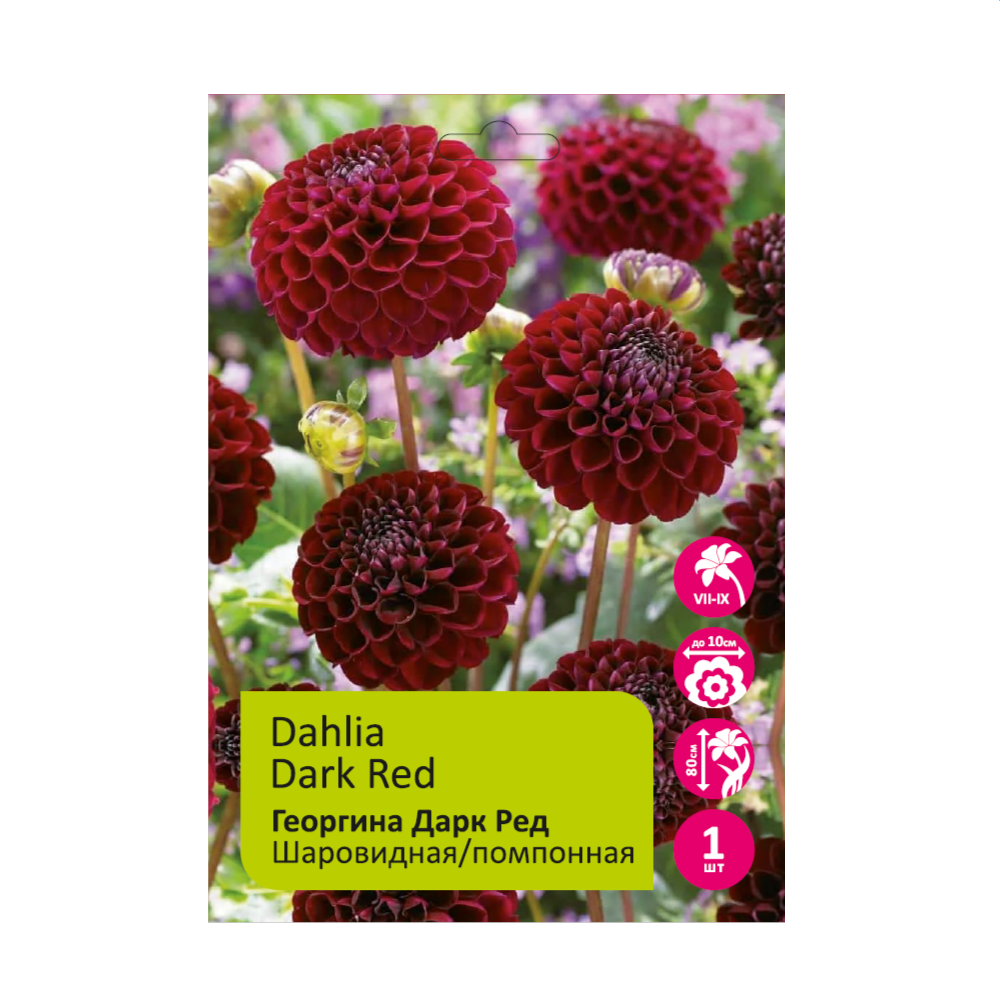 Георгина Дарк Ред(Помпон Дарк Ред) 1шт /Dahlia Pompon Dark Red 