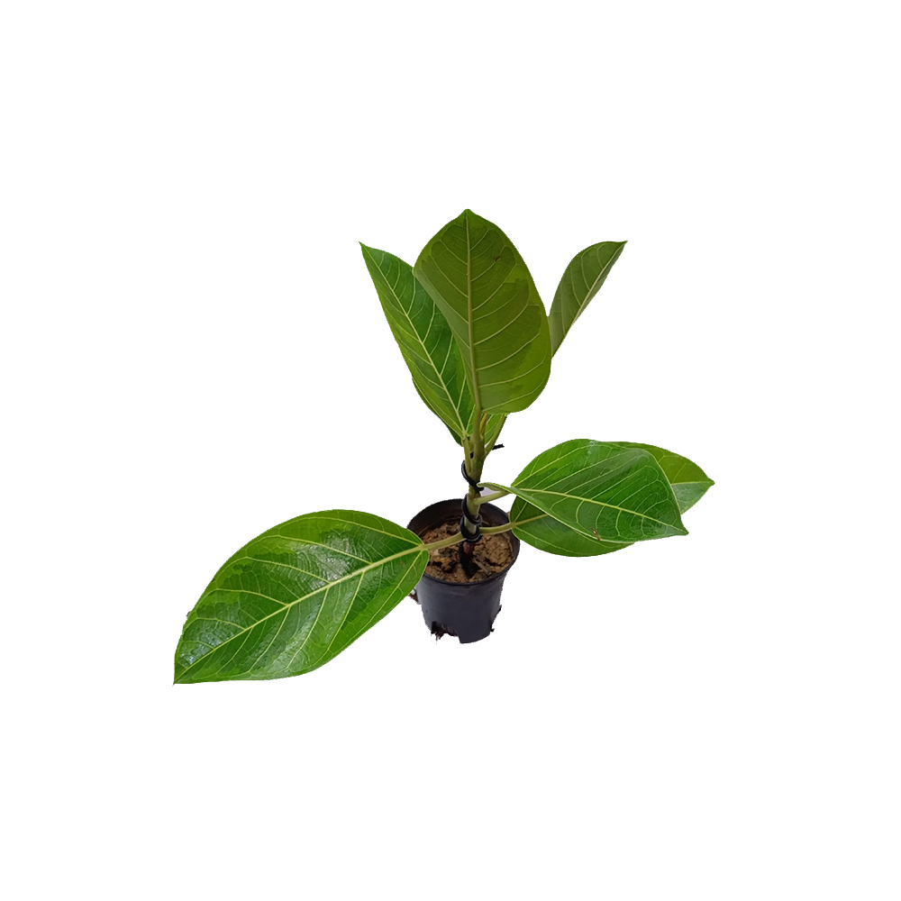 Фикус Golden-leaved  д.12