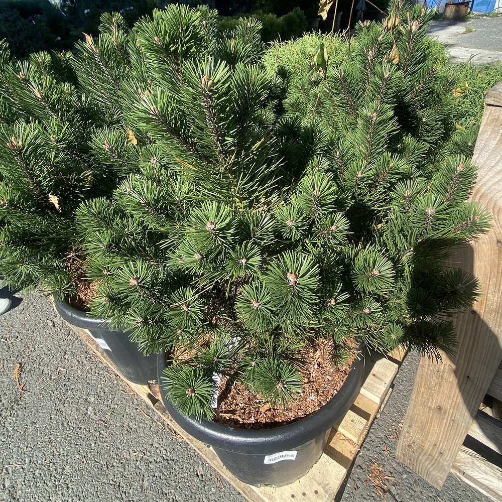 Сосна горная Гном С25 (высота 50-60см) 1шт /Pinus mugo Gnom
