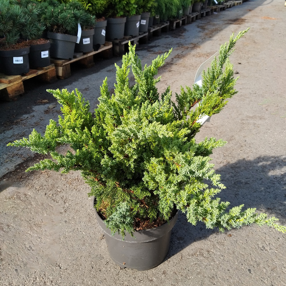 Можжевельник средний Блу Чиффон С7-10(высота 25-30см) 1шт/Juniperus Blue Chiffon