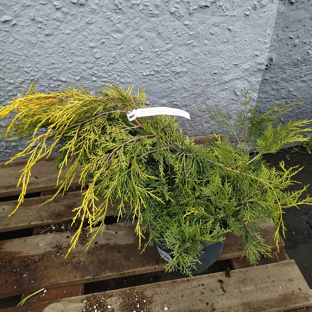 Можжевельник средний Кинг оф Спринг С5 1шт /Juniperus media King of Spring 