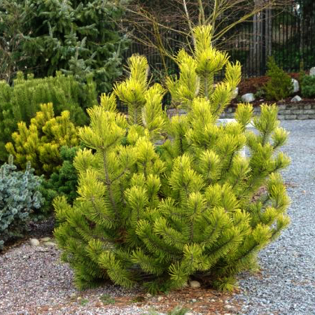Сосна горная Зюндерт С10 1шт /Pinus mugo Zundert