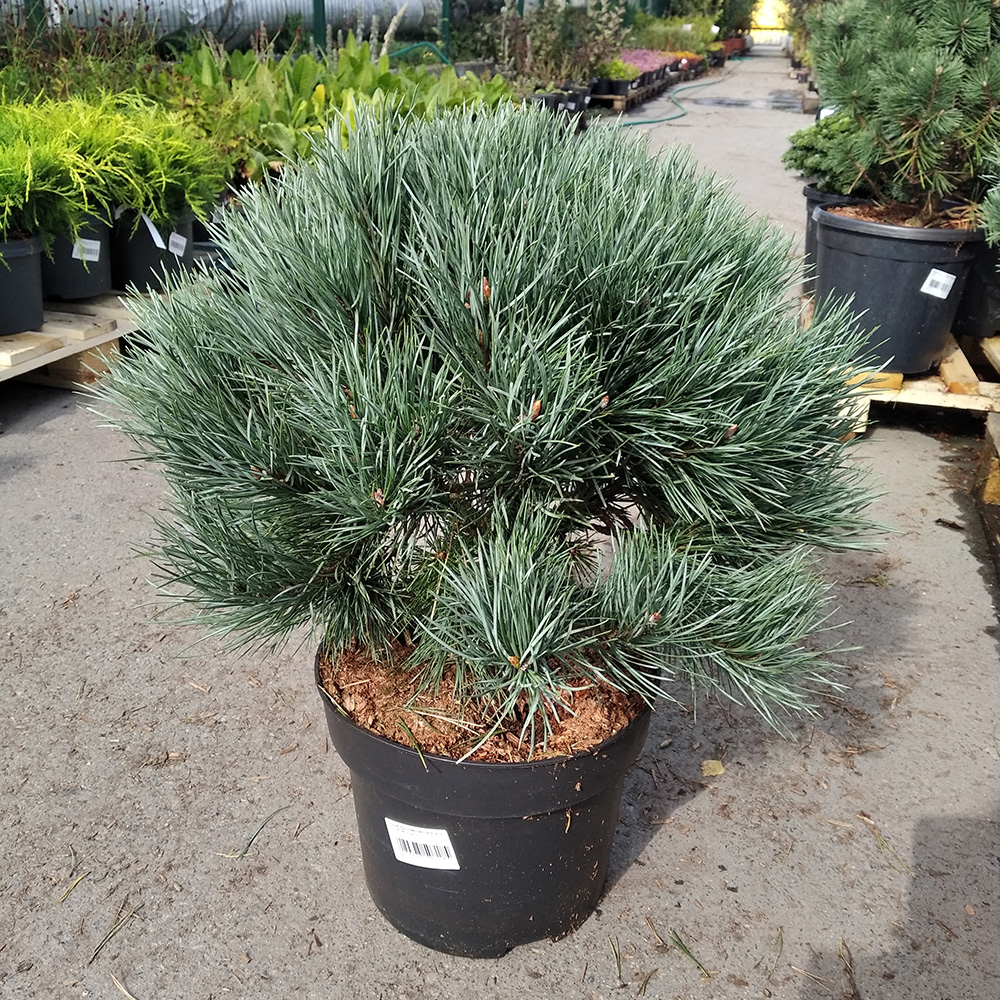 Сосна обыкновенная Ватерери С10 (высота 50-60см) 1шт/Pinus sylvestris Watereri
