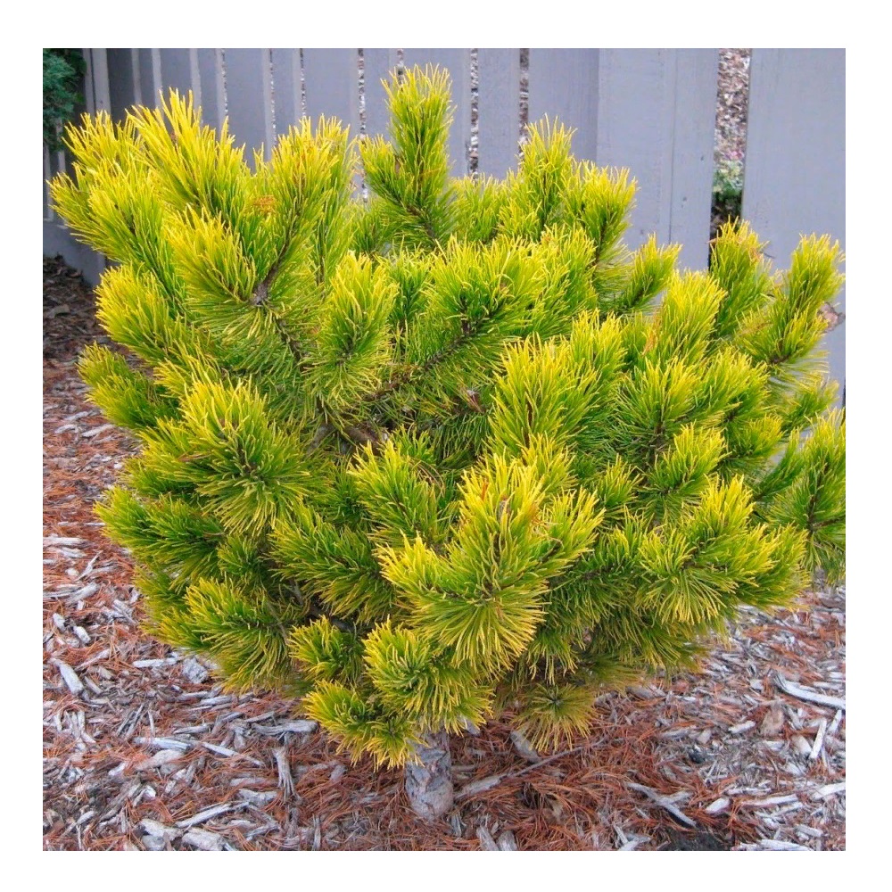 Сосна горная Карстен Винтерголд С6 1шт /Pinus mugo Carstens Wintergold  