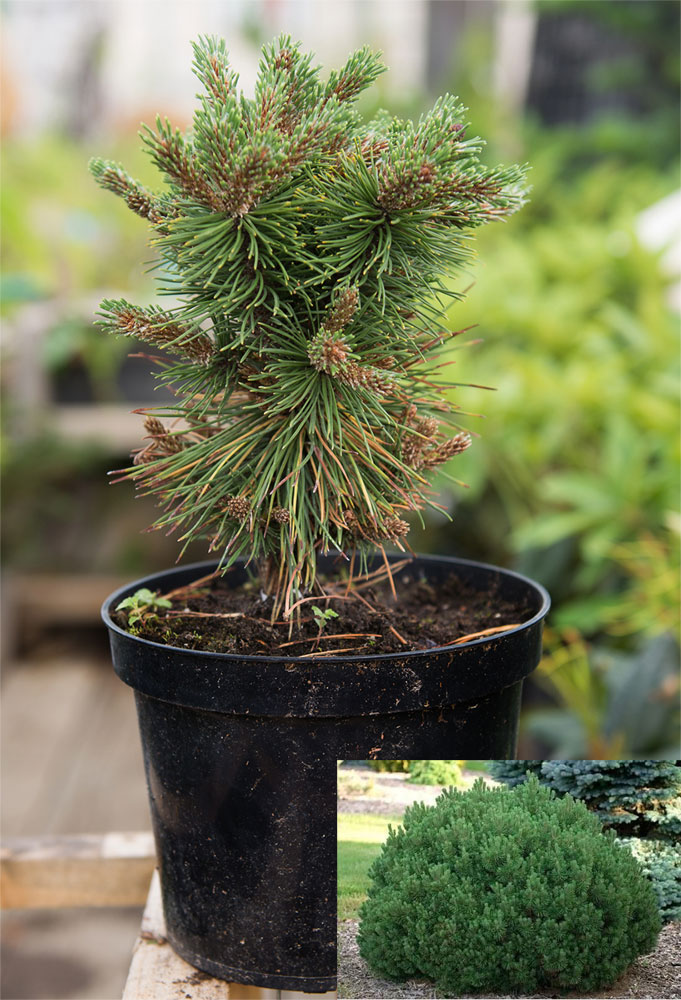Сосна горная Бенжамин С5  1шт /Pinus mugo Benjamin