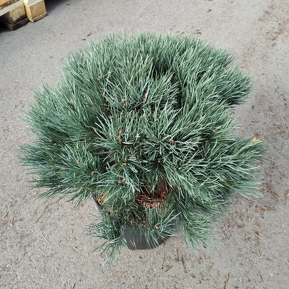 Сосна обыкновенная Ватерери С10 (высота 50-60см) 1шт/Pinus sylvestris Watereri