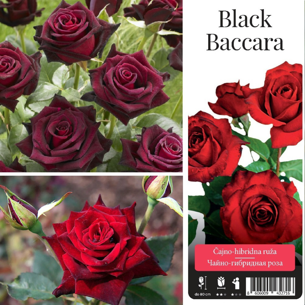 Роза чайно-гибридная Блэк Баккара в контейнере 2-3л, 1шт/Rosa Black Baccara