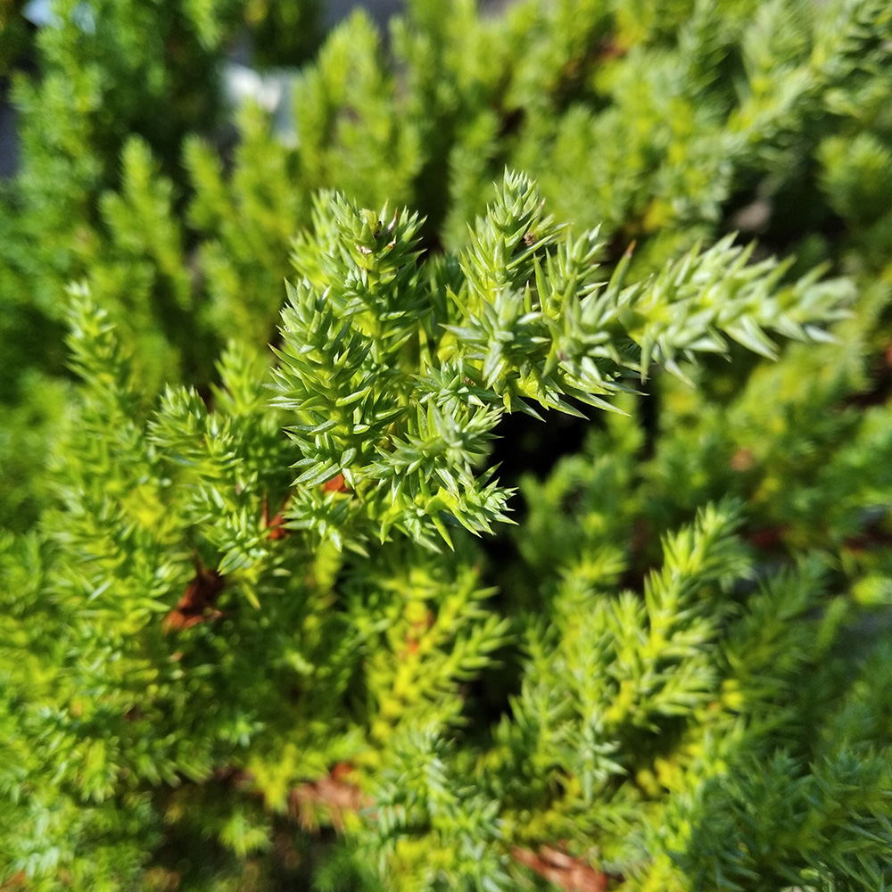 Можжевельник средний Блу Чиффон С7-10(высота 25-30см) 1шт/Juniperus Blue Chiffon